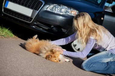 bir kadın bir araba önünde yaralı bir köpek yardımcı olur.