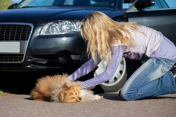 Kobieta Pomaga Poszkodowanym Pies Przed Samochód — Zdjęcie stockowe