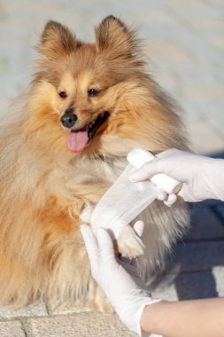 Alman hayvan doktor bir bandaj shetland çoban köpeği koyar.