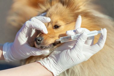 shetland çoban köpeği köpek ilacını plastik şırıngayla alır.