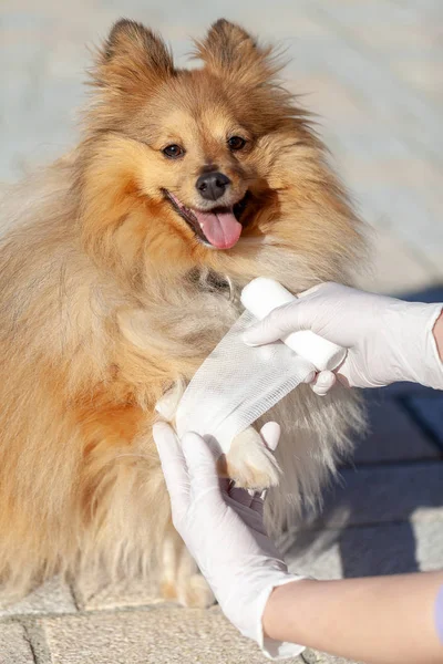 Médico Animal Alemão Coloca Uma Bandagem Cão Pastor Shetland — Fotografia de Stock
