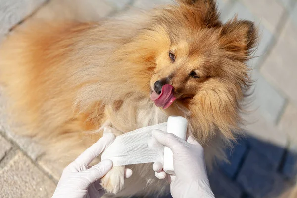 Médico Animal Alemão Coloca Uma Bandagem Cão Pastor Shetland — Fotografia de Stock