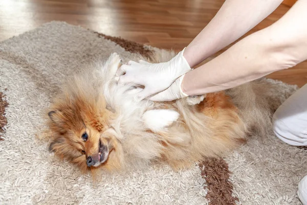 First Aid Reanimation Small Shetland Sheepdog — Stock Photo, Image