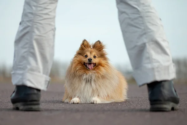 Dog Niemiecki Trener Działa Owczarek Sheetland — Zdjęcie stockowe