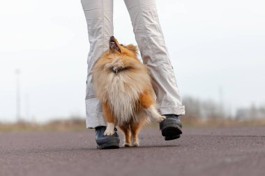 Köpek eğitmeni sheetland çoban köpeği ile çalışır