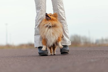 Köpek eğitmeni sheetland çoban köpeği ile çalışır