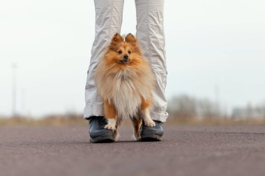 Köpek eğitmeni sheetland çoban köpeği ile çalışır