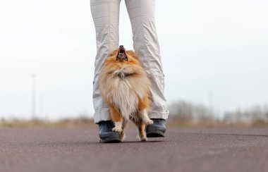 Köpek eğitmeni sheetland çoban köpeği ile çalışır