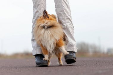 Köpek eğitmeni sheetland çoban köpeği ile çalışır