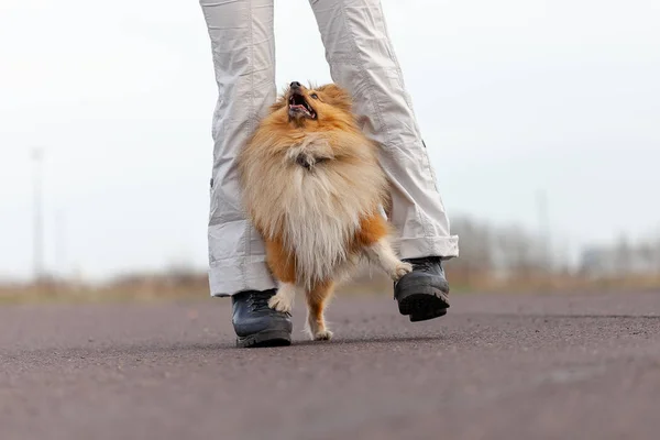 犬の調教師は Sheetland シープドッグ — ストック写真