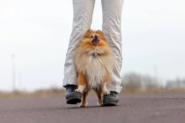 Köpek Eğitmeni Sheetland Çoban Köpeği Ile Çalışır — Stok fotoğraf