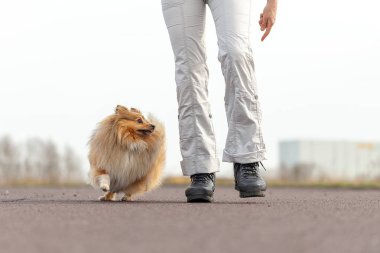 Alman köpek eğitmeni sheetland çoban köpeği ile çalışır