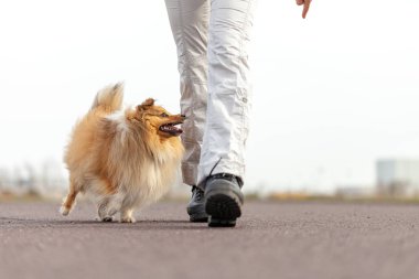 Alman köpek eğitmeni sheetland çoban köpeği ile çalışır