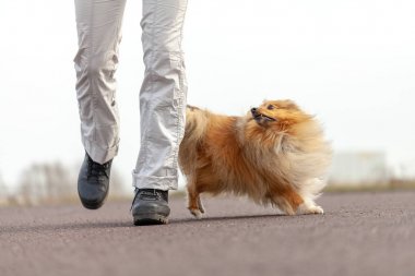 Alman köpek eğitmeni sheetland çoban köpeği ile çalışır