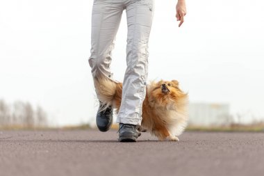 Alman köpek eğitmeni sheetland çoban köpeği ile çalışır