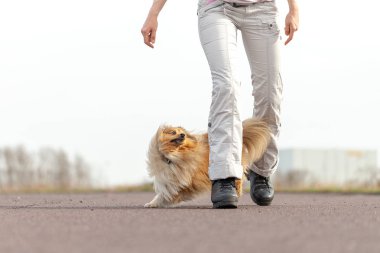 Alman köpek eğitmeni sheetland çoban köpeği ile çalışır