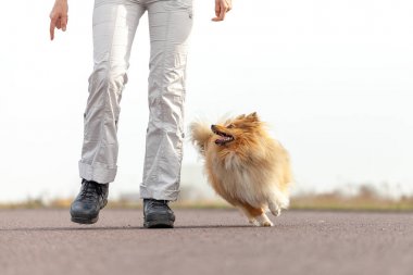 Alman köpek eğitmeni sheetland çoban köpeği ile çalışır