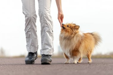köpek eğitmeni shetland çoban köpeği bir ziyafet verir.