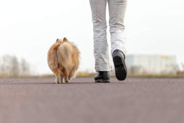 Alman köpek eğitmeni sheetland çoban köpeği ile çalışır