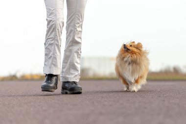 Alman köpek eğitmeni sheetland çoban köpeği ile çalışır