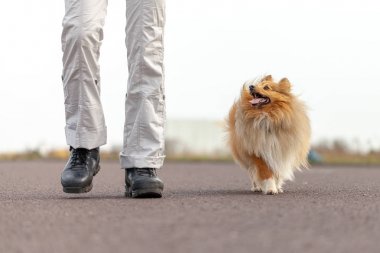 Alman köpek eğitmeni sheetland çoban köpeği ile çalışır