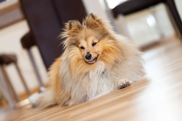 Shetland Sheepdog Lies Woody Ground — Stock Photo, Image