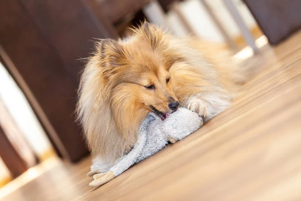 Shetland Çoban Köpeği Bir Oyuncakla Portresi — Stok fotoğraf