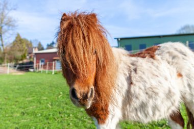 Bir Shetlandpony bir yeşil çayır üzerinde portresi