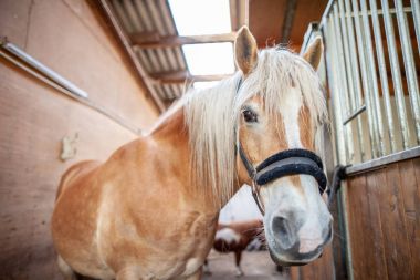 Kahverengi bir at ahırda duruyor.