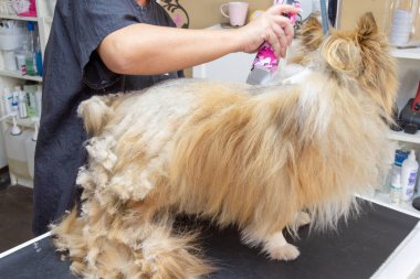Shetland koyun bir profesyonel köpek damat tarafından giyinmiş