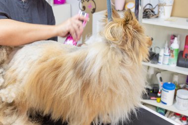 Shetland koyun bir profesyonel köpek damat tarafından giyinmiş