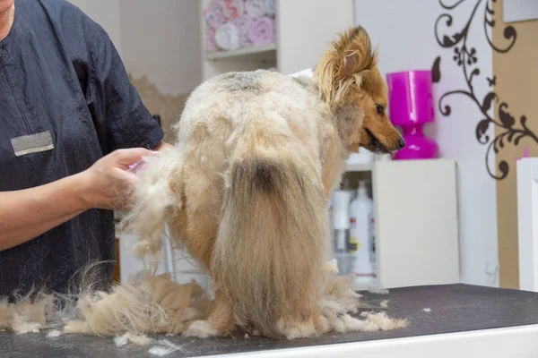 Shetland Schäferhund Von Einem Professionellen Hundepfleger Gekleidet — Stockfoto