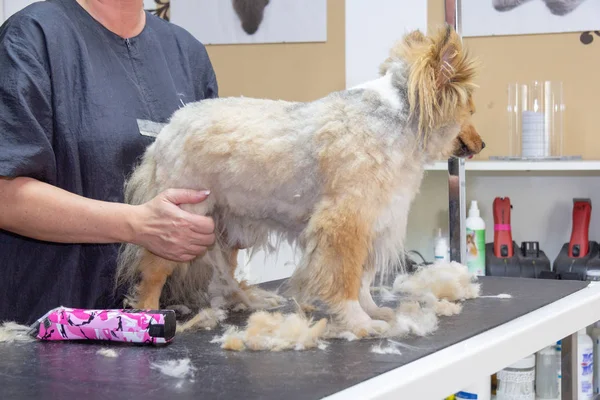 Sheltie Oblečené Profesionální Pes Čeledín — Stock fotografie