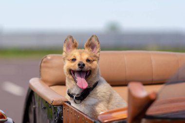 Shetland çoban köpeği motosiklet yan arabayla oturuyor