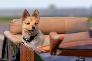 Shetland çoban köpeği motosiklet yan arabayla oturuyor