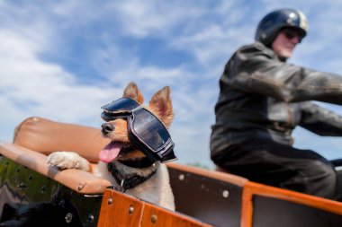 Shetland Sheepdog sits with sunglasses in a motorcycle sidecar clipart
