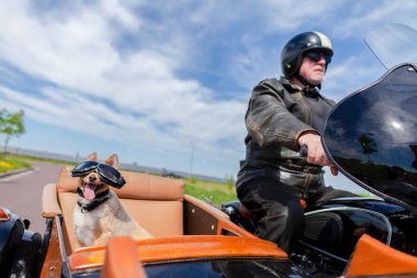 Bununla birlikte güneş gözlüklü bir motosiklet motosiklet sepeti Shetland koyun oturur