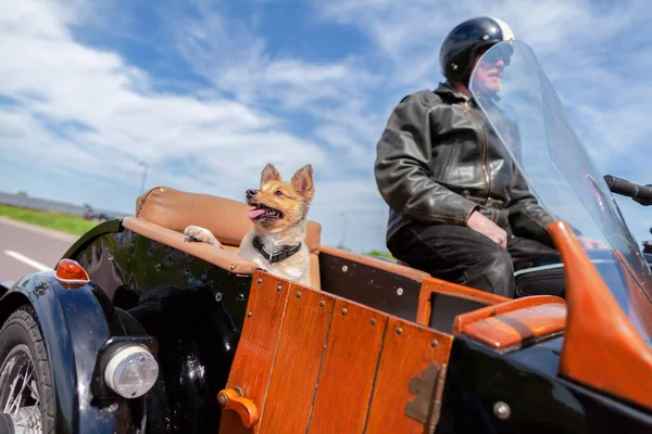 Ein Shetland Schäferhund Sitzt Einem Motorrad — Stockfoto