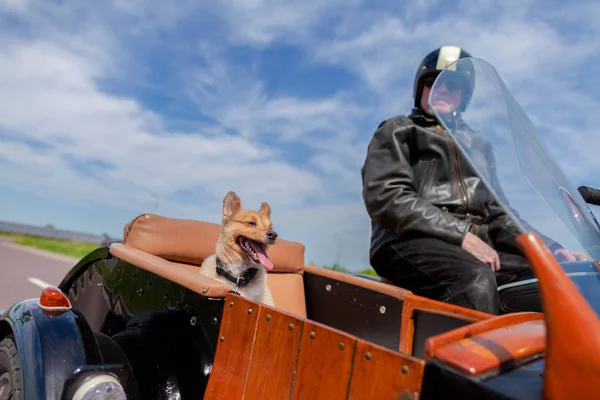 Ein Shetland Schäferhund Sitzt Einem Motorrad — Stockfoto