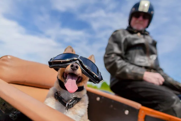 Shetland Sheepdog Senta Com Óculos Sol Sidecar Motocicleta — Fotografia de Stock