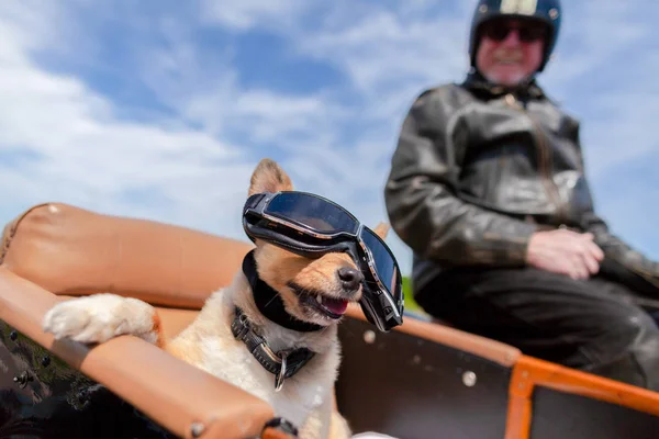 Shetland Sheepdog Senta Com Óculos Sol Sidecar Motocicleta — Fotografia de Stock