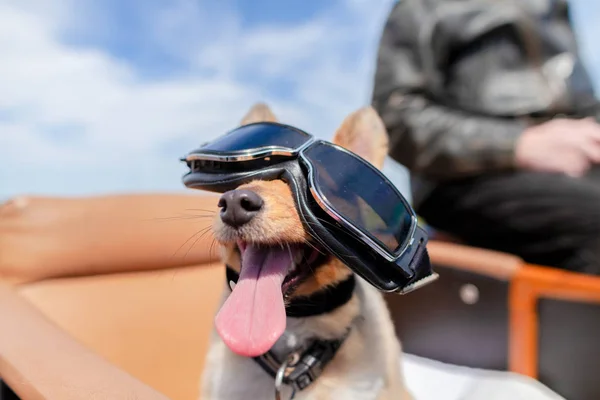 Shetland Sheepdog Sits Sunglasses Motorcycle Sidecar — Stock Photo, Image