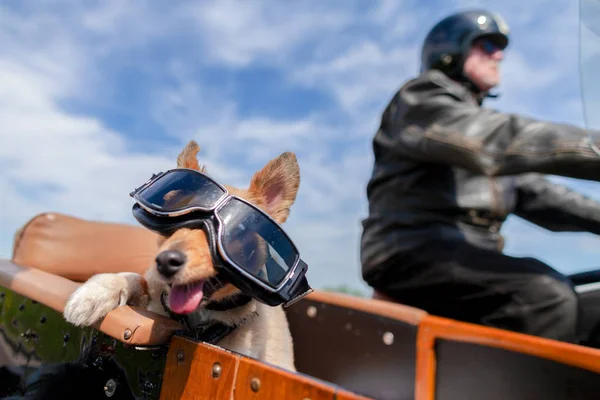 Shetland Sheepdog Senta Com Óculos Sol Sidecar Motocicleta — Fotografia de Stock