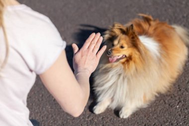 Köpek eğitmeni shetland çoban köpeği ile çalışır