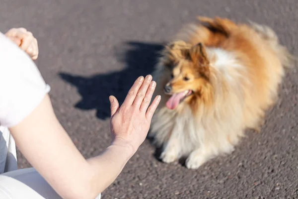 Addestratore Cani Lavora Con Cane Pastore Delle Shetland — Foto Stock