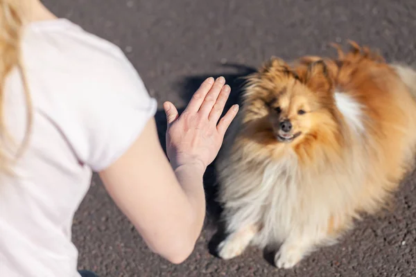 Addestratore Cani Lavora Con Cane Pastore Delle Shetland — Foto Stock