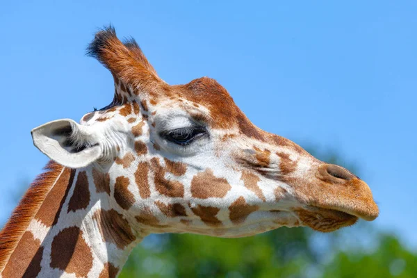 Portrait Une Girafe Dans Nature — Photo