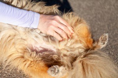 Bir insan üstünde a küçük köpek tansiyon ölçer