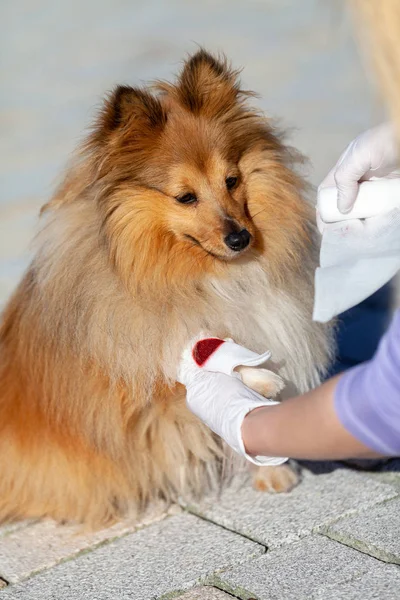 Humano Pone Vendaje Una Pata Sangrante Perro Pastor Shetland — Foto de Stock