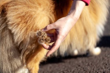 Deve dikeni bir köpek kürkü asılı olan